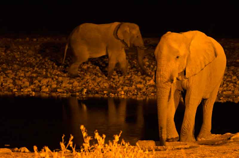 90 - Namibia - elefantes - imagen nocturna - Okaukuejo - parque nacional de Etosha